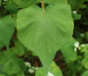 [photo of mid-stem leaf]