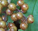 [photo of fruit]