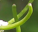 [photo of seed pods]