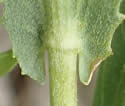 [photo of leaf hairs and auricles]