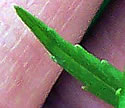 [photo of var. aparinoides leaves]