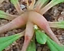 [photo of leaves]