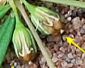 [photo of fruit]