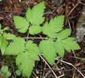 photo of leaves