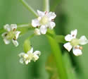 photo of flowers