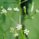photo of Mountain Sweet Cicely