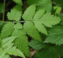 photo of leaves