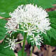 [photo of Red Baneberry]