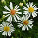 [photo of Panicled Aster]
