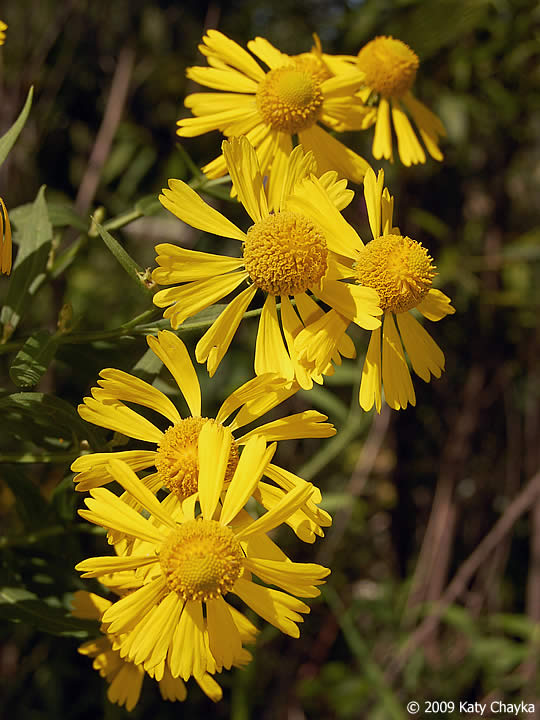 Helenium autumnale (Sneezeweed): Minnesota Wildflowers