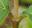 [photo of stem and leaf stalks, and hairs on upper leaf surface]