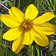 [photo of Prairie Coreopsis]