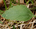 [photo of basal leaf]