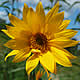 [photo of Sawtooth Sunflower]