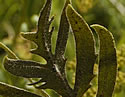 [photo of stem leaf]