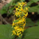 [photo of Zig-zag Goldenrod]