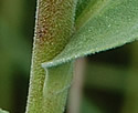 [photo of stem leaves]