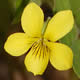 [photo of Smooth Yellow Violet]