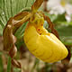 [photo of Greater Yellow Lady's Slipper]